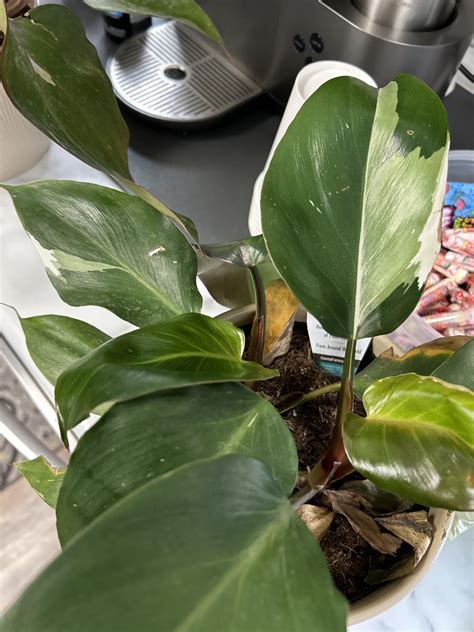 My Sam’s Club finds today! : r/philodendron