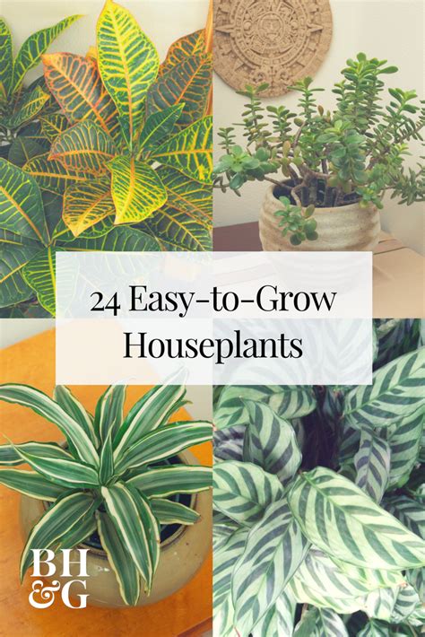 Try These 24 Easy To Grow Houseplants With Low Watering Needs Pflanzen Anpflanzung Gardening