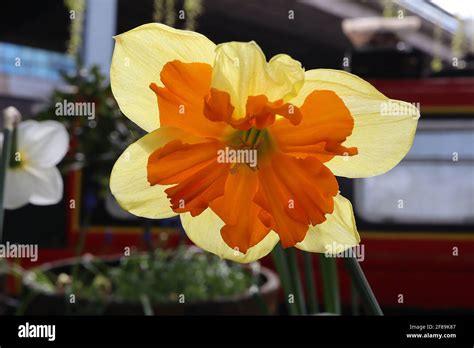 Split Cupped Narcissus Hi Res Stock Photography And Images Alamy