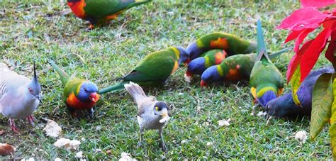 Feed Time This Afternoon Veronica George Flickr