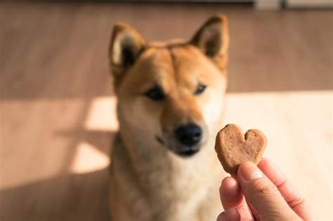 GALLETAS Para PERROS Caseras 5 Recetas FÁCILES