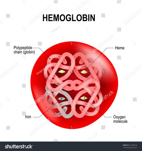 Red Blood Cells Structure - IvyknoeDillon