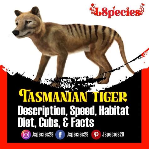 Tasmanian Tiger: Description, Diet, Speed, Habitat, Cubs & Facts