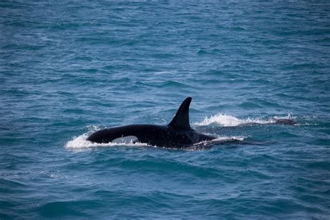 Best Places To See Whales In Iceland