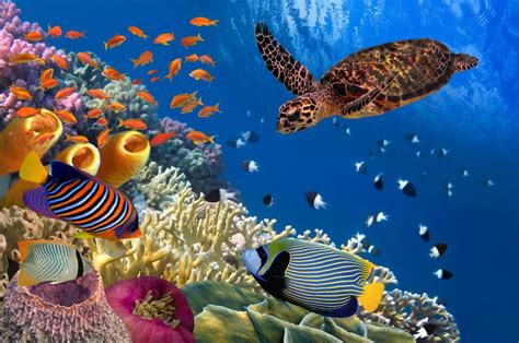 Coral Reef with Sea Turtle puzzle in Under the Sea jigsaw puzzles on ...