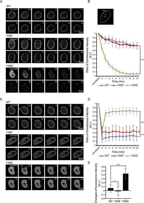 The Phosphorylation Of Lamin A At Tyr45 May Affect Its Dynamics A A