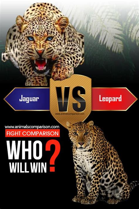 Leopard Vs Jaguar fight comparison, who will win?