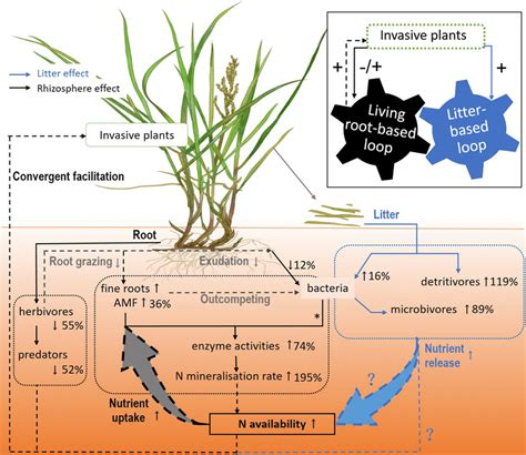 A Conceptual Model Illustrating How Differential Litter And Rhizosphere