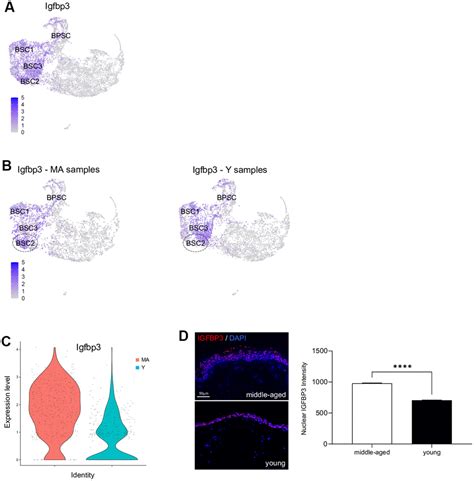 Single Cell Transcriptomics Reveals Age Resistant Maintenance Of Cell