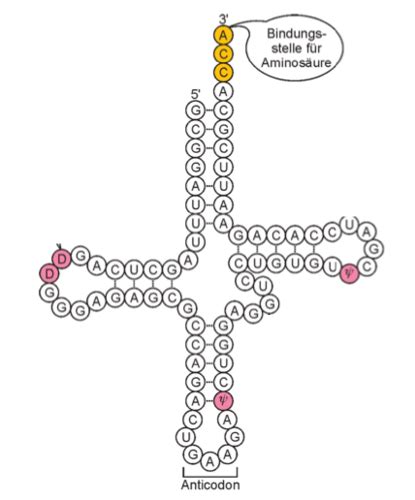 Molekulare Genetik Karteikarten Quizlet