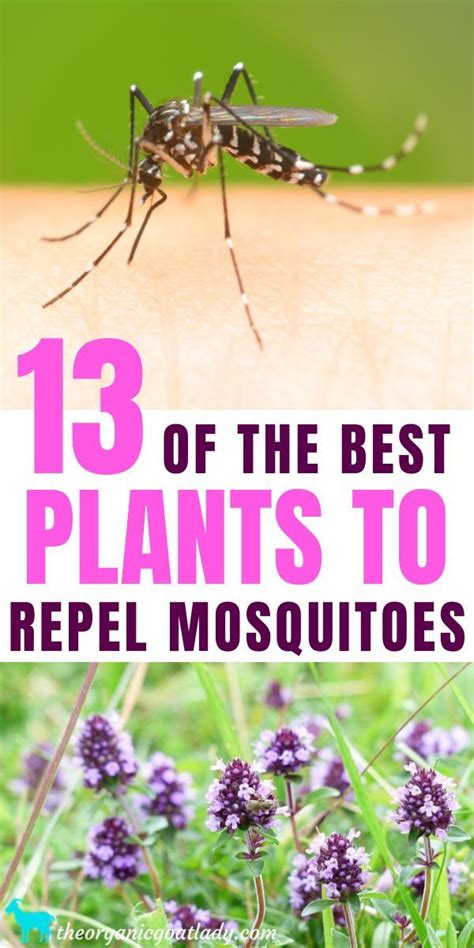 13 Plants That Repel Mosquitoes The Organic Goat Lady Mosquito Repelling Plants Mosquito