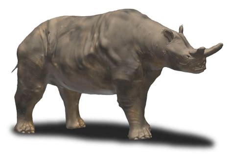 Rhino-like 'thunder Beasts' Grew Massive In The Evolutionary Blink Of ...
