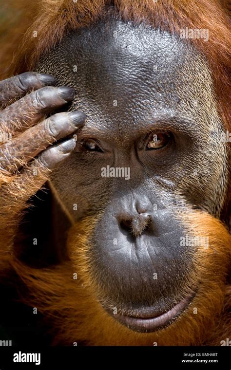 Male Orangutans Hi Res Stock Photography And Images Alamy