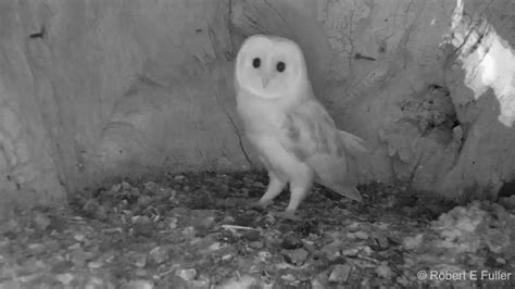 Little Barn Owl hearing thunder for the first time : r/aww