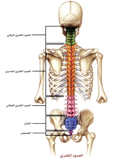 لمحة تشريحية عن العمود الفقري ويب طب