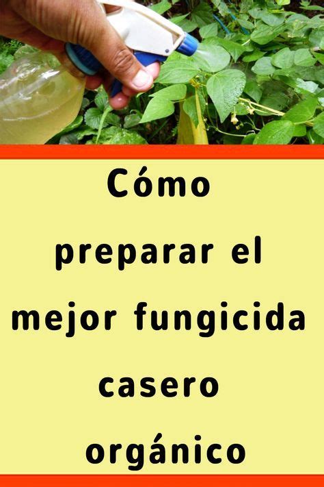 Cómo Preparar El Mejor Fungicida Casero Orgánico Moje Krasa Insecticida Natural Para Plantas