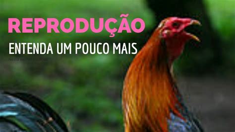 Reprodução Entre Galos E Galinhas🐓🐓 Youtube