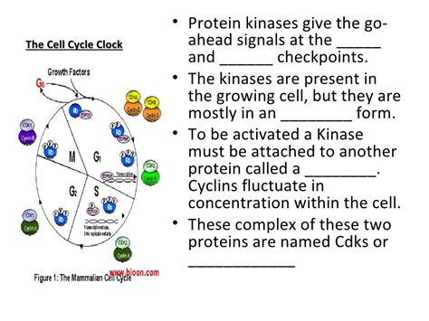 Cyclin And Cyclin Dependent Kinases