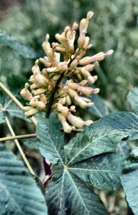 Painted Buckeye Aesculus Sylvatica Exploring Outdoor Virginia