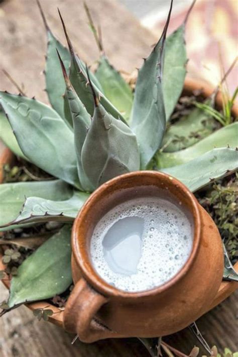 Pulque Beneficios Cocinadelirante