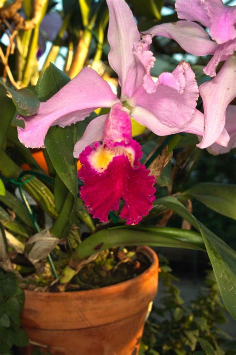 Cattleya-Hybride Ednia x C Trianae x SC Hornaert