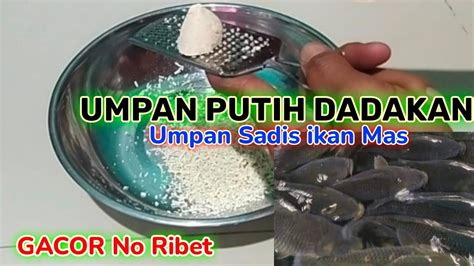 UMPAN PUTIH SADIS DADAKAN GACOR TANPA RIBETIkan Baru Ikan Lama Siap