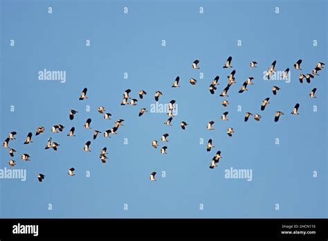 Flying Lapwings Hi Res Stock Photography And Images Alamy