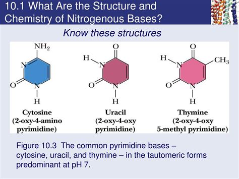 Ppt Chapter 10 Nucleotides And Nucleic Acids Powerpoint Presentation