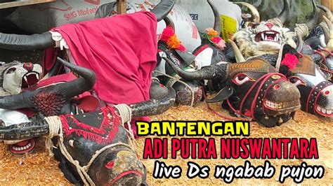 Live BANTENG ADI PUTRA NUSWANTARA Ds Ngabab Pujon YouTube