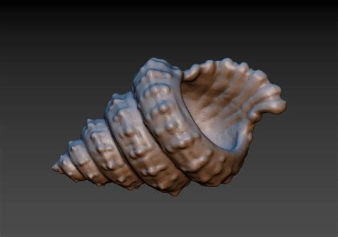 Seashell 3D Model By Alexkovalev