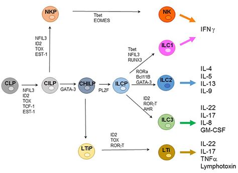 Frontiers Heterogeneity Of NK Cells And Other Innate Lymphoid Cells