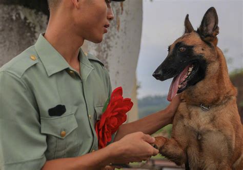 老兵退伍军犬咬住行李挽留 不想让你走 老兵 退伍 滚动读报 川北在线