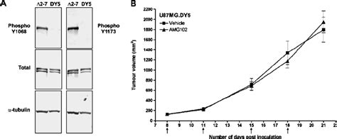 Efficacy Of Amg Treatment On U Mg Dy Xenografts A Western Blot