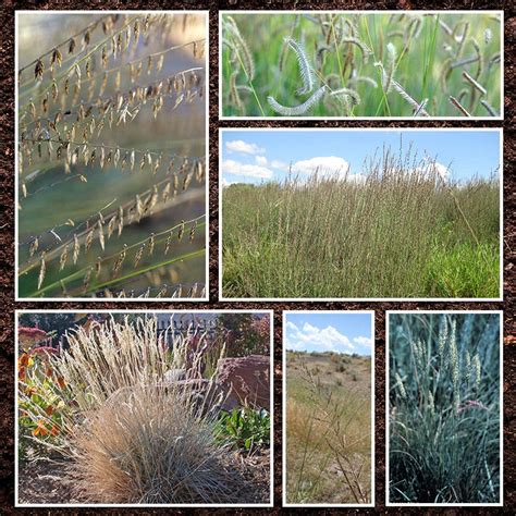 Midwest Native Grass Seed Mix American Meadows