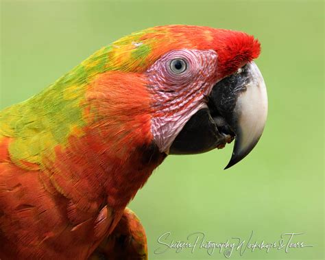 Scarlet Macaw Close Up - Shetzers Photography