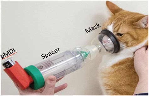 Breathe Easy Inhalational Therapy For Feline Inflammatory Airway