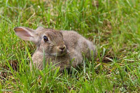 Search: lagomorpha | Flickr