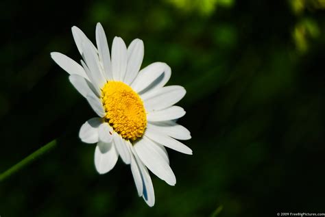 Daisy Flower – FREEBigPictures.com