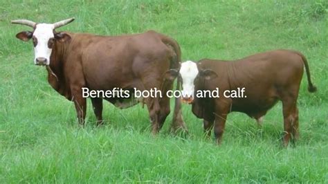 Want To Boost Cow Condition Calf Weight Gain And Conception Rates