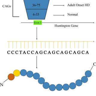 Diagram Depicts The Htt Gene Domains In The Dna Segment Cag