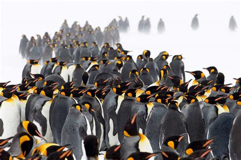 Discovery of Rare Yellow and White Penguin in Antarctica | Daily Paws