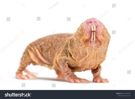 Naked Mole Rat Hairless Rat Isolated On Stock Photo