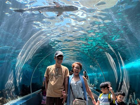 Cebu Ocean Park A Great Underwater Adventure For All Ages Scribbling