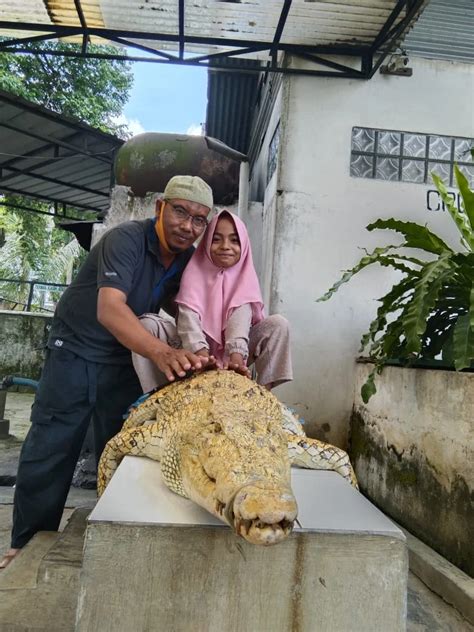 Taman Buaya Asam Kumbang Medan Serunya Selfie Bareng Buaya Cek