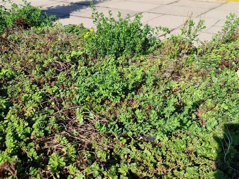 Saxon Court YMCA Project Stunning Sedum Wildflower M Tray Installation