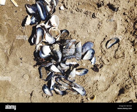 Mussel Shells Hi Res Stock Photography And Images Alamy