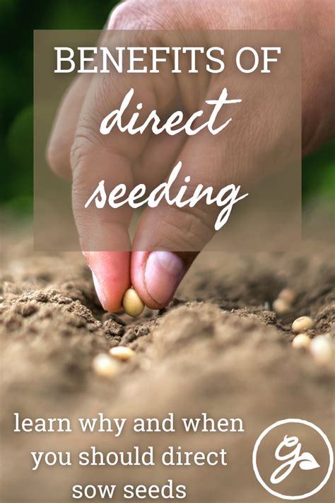 Why Direct Sow Seeds Benefits Of Sowing Seeds Directly In The Garden