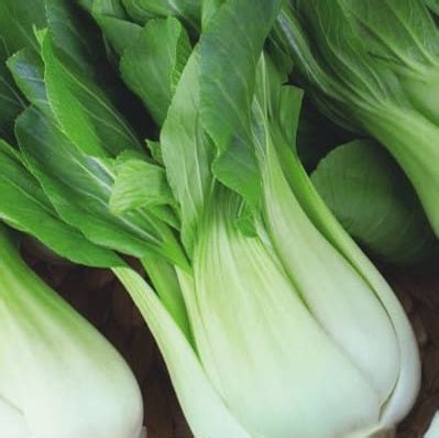 Kapusta chińska pak choi Paket Ogrodniczy Kosmos