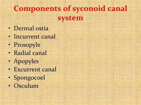 PPT - Canal system of sycon PowerPoint Presentation - ID:6675393