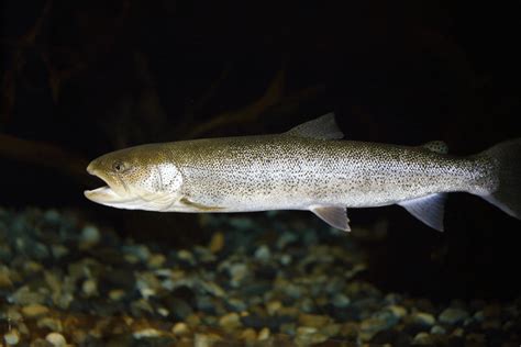 北海道でいつか見たい、幻の魚・イトウ！ 特徴と人気の理由を調べてみた｜prezoプレゾ 北海道のお取り寄せグルメと産直通販